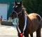 Sauteur poney CW exceptionnel...