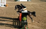 Sauteur poney CW exceptionnel (AERL/provincial)14'2"- 7ans