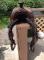 Selle western 15"