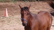 Médium poney