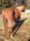 *2 POUR 1 * DOIVENT PARTIR 2 CHEVAUX QUATER-HORSE