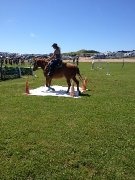 *2 POUR 1 * DOIVENT PARTIR 2 CHEVAUX QUATER-HORSE