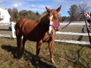 *2 POUR 1 * DOIVENT PARTIR 2 CHEVAUX QUATER-HORSE
