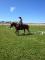 *2 POUR 1 * DOIVENT PARTIR 2 CHEVAUX QUATER-HORSE