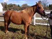 *2 POUR 1 * DOIVENT PARTIR 2 CHEVAUX QUATER-HORSE