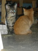 Chatons à DONNER