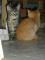 Chatons à DONNER