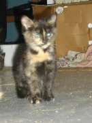 Chatons à DONNER