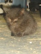 Chatons à DONNER