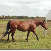 Jument QH à vendre