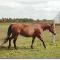 Jument QH à vendre