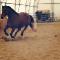 Jument QH à vendre