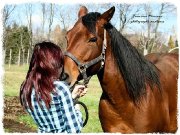 Jument QH à vendre