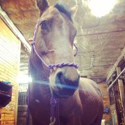 Jument QH à vendre