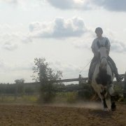 Demi pension JUMENT a Laprairie\ Half pension MARE Laprairie