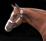 RADICAL ZIPPO, FILS RADICAL RODDER CHAMPION WORLD