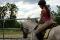 Demie-pension sur cheval arabe 
