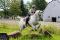 Demie-pension sur cheval arabe 