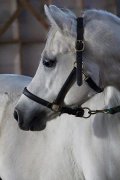 Demie-pension sur cheval arabe 