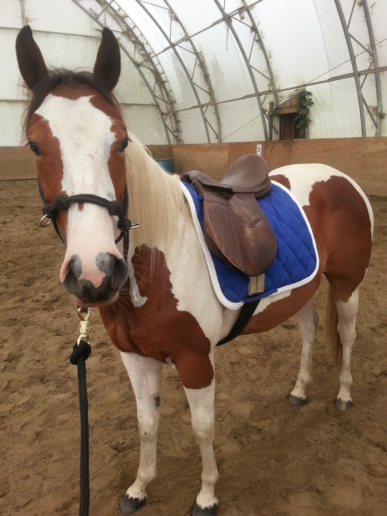 Twinkie avec sa premiere selle :)