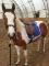 enchange pouliche contre cheval de 4-5ans