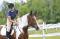 Demi-Pension disponible sur cheval en or!