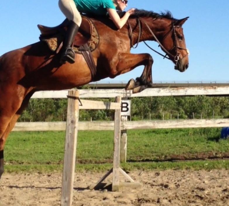Recherche cavalier avancé - Gratuit