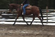Recherche cavalier avancé - Gratuit 