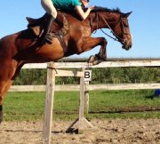 Recherche cavalier avancé - Gratuit 