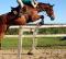 Recherche cavalier avancé - Gratuit 