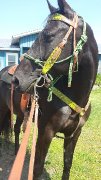Jument standardbred a vendre 9 ans