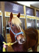 Beau petit cheval attachant pour CAVALIER AVANCÉ 