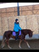 Beau petit cheval attachant pour CAVALIER AVANCÉ 