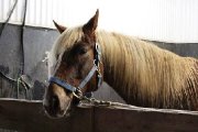 Beau petit cheval attachant pour CAVALIER AVANCÉ 
