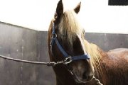 Beau petit cheval attachant pour CAVALIER AVANCÉ 