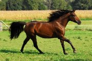 JE CHERCHE UN CHEVAL!!!!