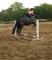 Saut d'obstacle ou dressage l'Épiphanie sur grand...