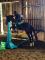 Saut d'obstacle ou dressage l'Épiphanie sur grand...