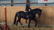 Saut d'obstacle ou dressage l'Épiphanie sur grand cheval 
