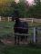 Saut d'obstacle ou dressage l'Épiphanie sur grand...