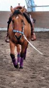 Polos à vendre tous styles