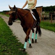 Polos à vendre tous styles