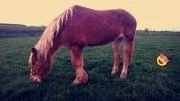 Elle est jour et nuit seul dehors :'(