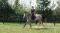 cours d'équitation, débutant à avancé