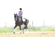 Superbe cheval Canadien enr. de 9 ans 