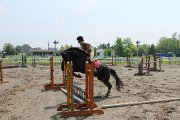 Superbe cheval Canadien enr. de 9 ans 
