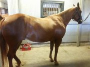 Quarter horse Guilding 12 ans très bon cheval!...