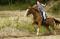 Jument paint horse