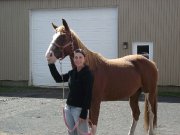 Jument paint horse