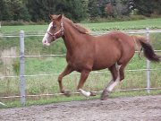 Jument paint horse